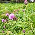 Cirsium arvense Habit