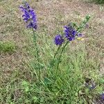 Salvia pratensis Habit