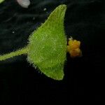 Begonia picta Плод