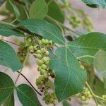 Searsia longipes Fruit