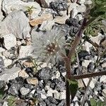 Trifolium cherleri Frukto