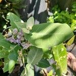 Calotropis gigantea Hoja