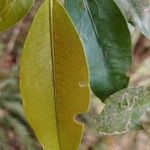 Erythroxylum laurifolium Leaf