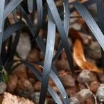 Ophiopogon planiscapus 葉