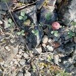 Medicago orbicularis Fruit