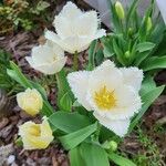 Tulipa spp. ᱵᱟᱦᱟ