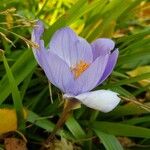 Crocus speciosus Blüte