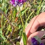 Oxytropis lapponica फूल