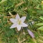 Spergularia media Flower