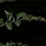 Nothofagus pumilio Bark