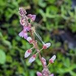 Desmodium paniculatum Flower