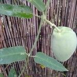 Araujia sericifera Frukt