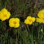 Eschscholzia lobbii Hàbitat