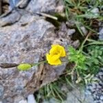 Papaver cambricumFlower