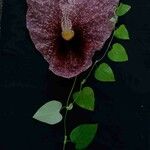 Aristolochia gigantea Flower