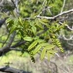 Juglans californica Fuelha