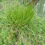 Carex vulpina Hábito