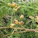 Rosa villosa Fruit