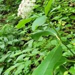 Asclepias variegata Лист