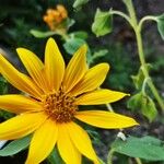 Tithonia tubaeformis Blüte