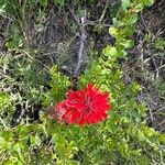 Castilleja parviflora Flower