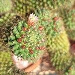 Mammillaria crinita Flor