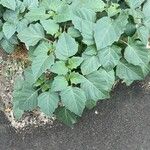 Datura inoxia Leaf