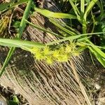 Cenchrus spinifex Fruto