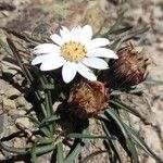 Werneria apiculata Hábito
