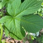 Humulus scandens Fulla