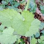 Alliaria petiolata Blatt