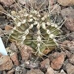 Gymnocalycium pflanzii Hoja