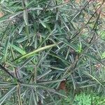 Barleria lupulina Feuille