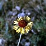 Gaillardia pinnatifida 花