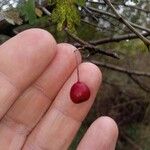 Crataegus rhipidophylla Owoc