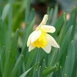 Narcissus bicolor Habit