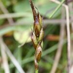 Carex pulicaris 果