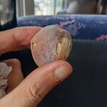 Detarium senegalense Fruto