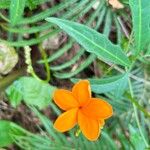 Psiguria pedata Flor