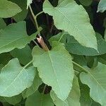 Fallopia baldschuanica Leaf