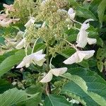 Hydrangea paniculata Kvet