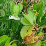 Trichodesma marsabiticum Flower