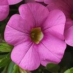 Calibrachoa parviflora Virág