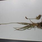 Carex uncinioides Other