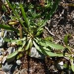 Tolpis staticifolia Blad