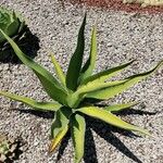 Agave salmiana Leaf