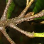 Pausandra trianae Kabuk
