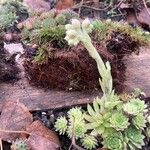 Sempervivum globiferum Folla