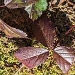 Rubus hispidus Yaprak