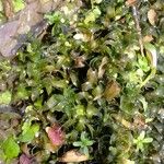 Elodea nuttallii Hábito
